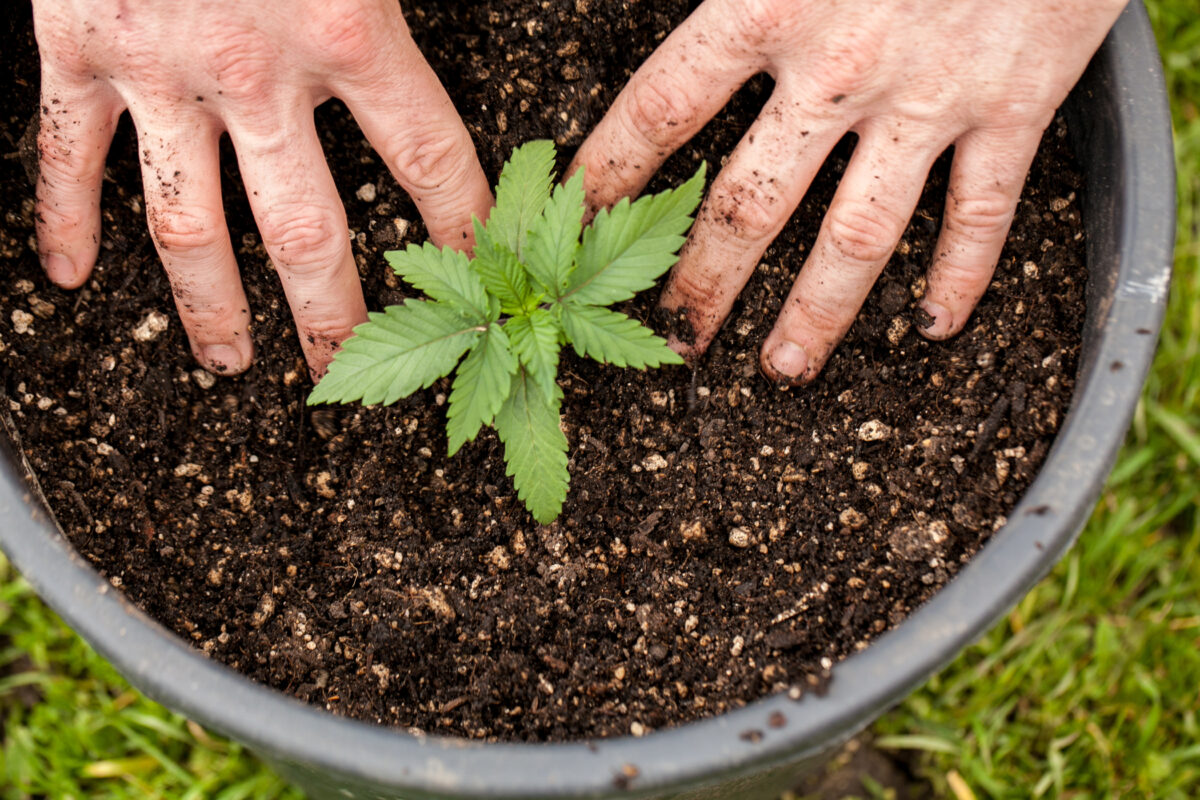 How to grow cannabis