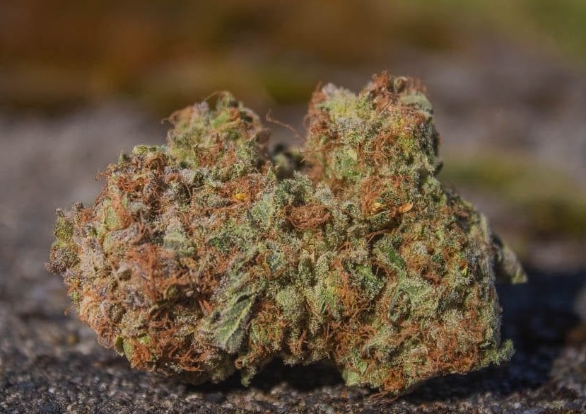 Agent Orange 3 - Agent Orange Marijuana Strain Review