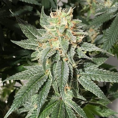 Appalachia Strain 4 - Legacy Strains