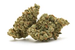 Apple Jack – Sativa BULK