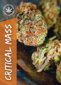 Critical Mass