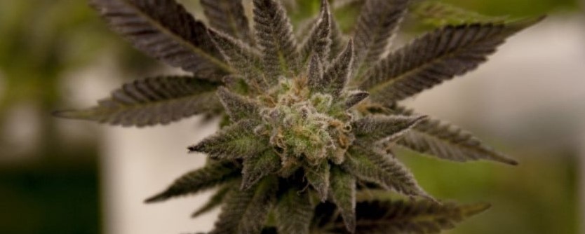 Gobbilygoo - Gobbilygoo Marijuana Strain Review