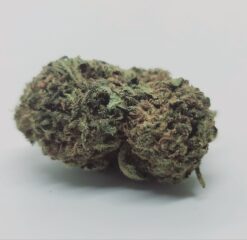 1oz Gelato Dream *Hybrid* – Limited Offer