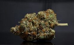 White Death LSO-Indica