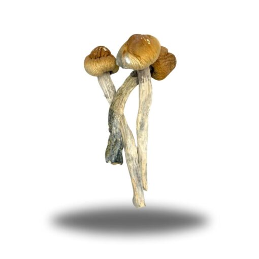 Psilocybin ��� Melmac Penis Envy AAAA+