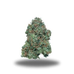 Gas Mask – Indica