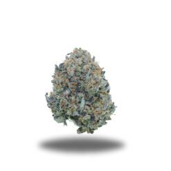 OG Runtz LSO – Indica