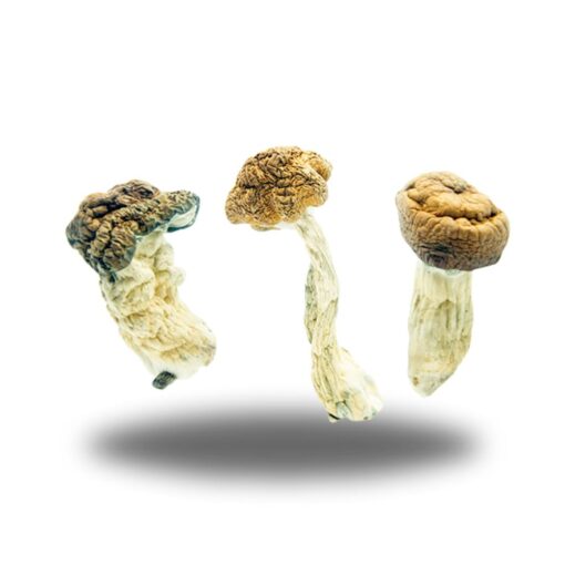 Psilocybin ��� Texas Penis Envy AAAA+