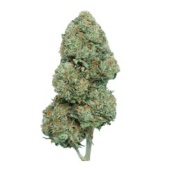 Miami Pink – Indica