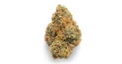 Orange Diesel – Hybrid