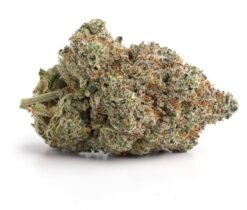 Pink Rockstar LSO – Indica