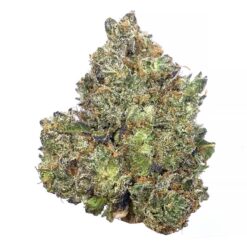 Wild Animal Cookies – AAAA