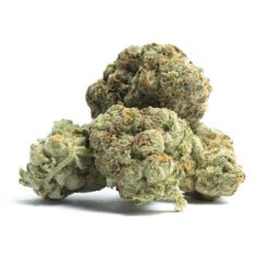 Mango Dream – Sativa BULK