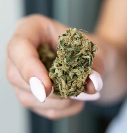 Marijuana Strains for ADHD 3 - Medical Marijuana for ADHD