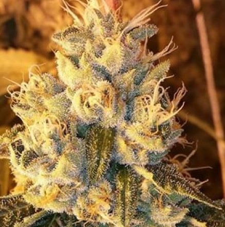 Orange Cookies Strain 3 - Orange Cookies Weed Strain Review