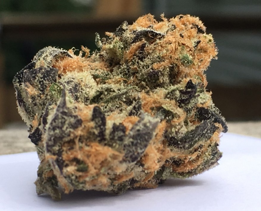 Orange Cookies Strain - Orange Cookies Weed Strain Review