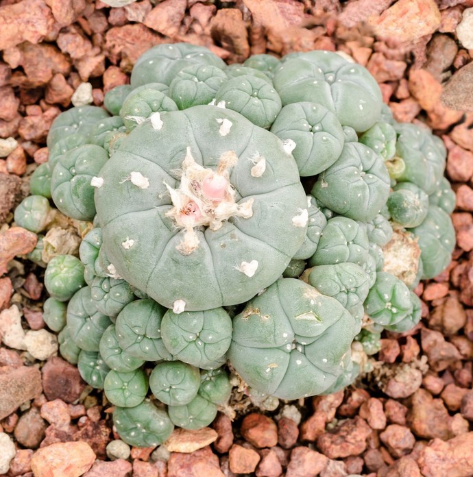 Peyote 3 - What Is Peyote?