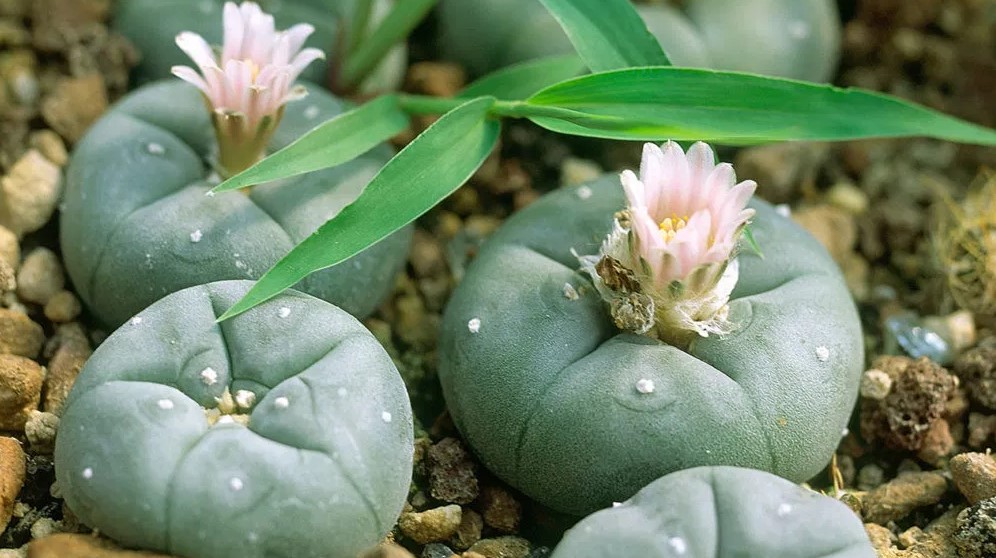 Peyote - What Is Peyote?