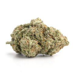 Pink Comet – Indica