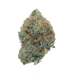 Pink Ghost – Indica