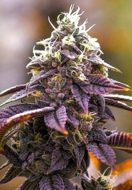 Pink Kush weed 3 - Pink Kush Marijuana Strain