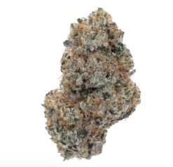 Platinum RS – Indica