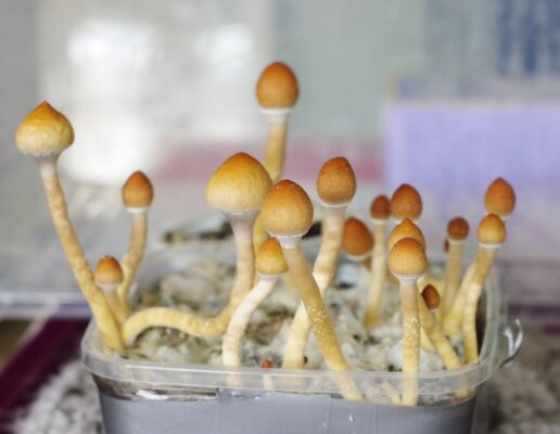 Psilocybin Legality in the USA 3 516x400 - Psilocybin Legality in the USA