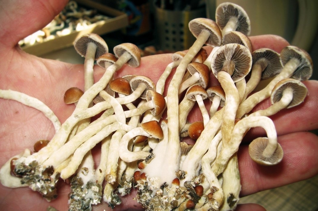 Psilocybin Legality in the USA - Psilocybin Legality in the USA