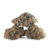 Purple Peyote – BULK