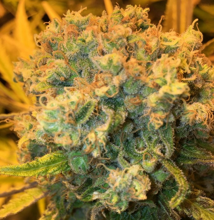 Sensi Skunk 2 - Sensi Skunk Marijuana Strain Review