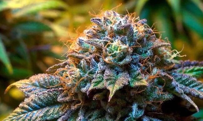 Strongest Marijuana Strains 2 - Best Morning Strains