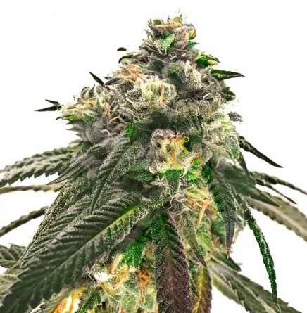 Sweet Diesel Strain 2 1 - Sweet Diesel Marijuana Strain Review