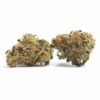 Black Dutch – Indica Bulk