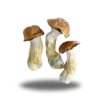 Psilocybin – Trinity AAAA+