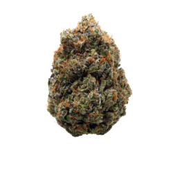 Pink Coma LSO – Indica