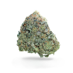 Lucky 7 Pink – Indica