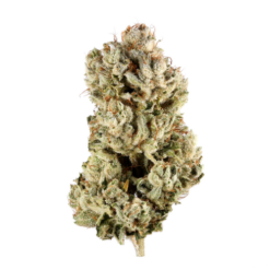 GG4 – Sativa