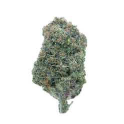 Pink Bazooka – Indica