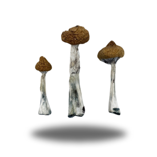 Psilocybin – Thai AAAA+