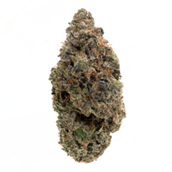 Pink Rockstar – Indica