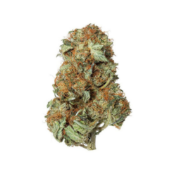 Mk Ultra – Indica BULK