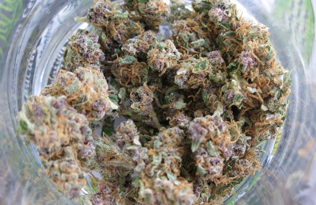 ace of spades marijuana strain review 3 - Ace of Spades Marijuana Strain Review