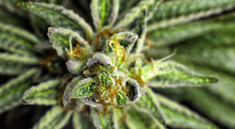 best hybrid strains 31 - Best Most Popular Hybrid Strains