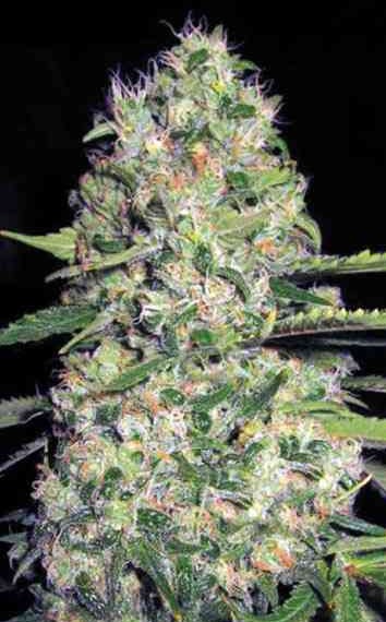 black jack strain review - Best Morning Strains