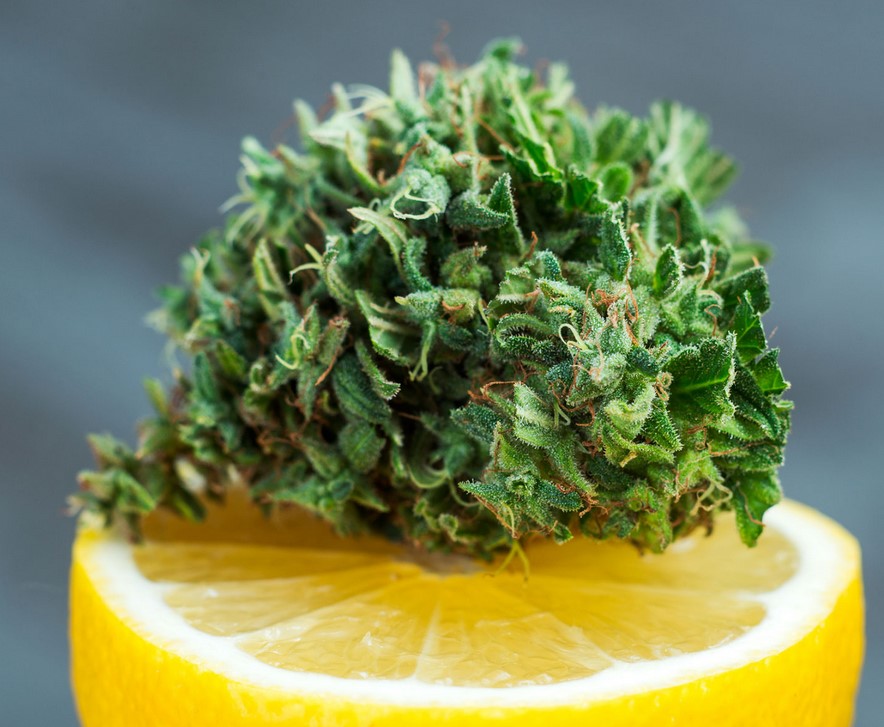 cannabis Limonene 2 - What is Limonene and What does This cannabis Terpene do?