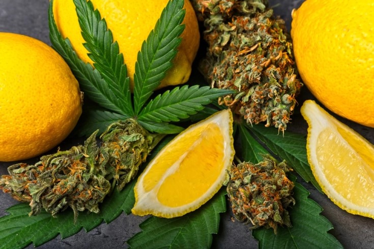 cannabis Limonene - What is Limonene and What does This cannabis Terpene do?