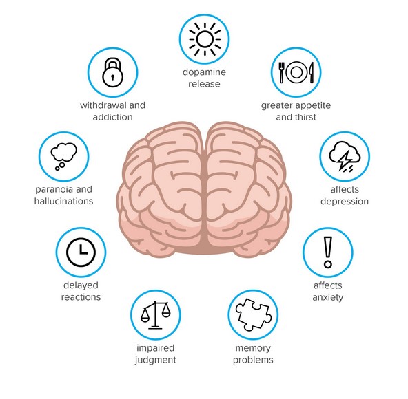 cannabis effects how does cannabis use affect brain health 2 - Cannabis Effects: How Does Cannabis Use Affect Brain Health?