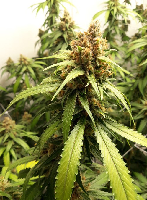 cannabis strains that have a tropical taste 2 - Best Marijuana Strains That Have a Tropical Taste