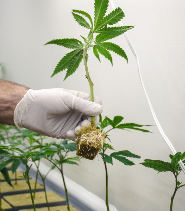 cloning cannabis 2 - Cloning Cannabis