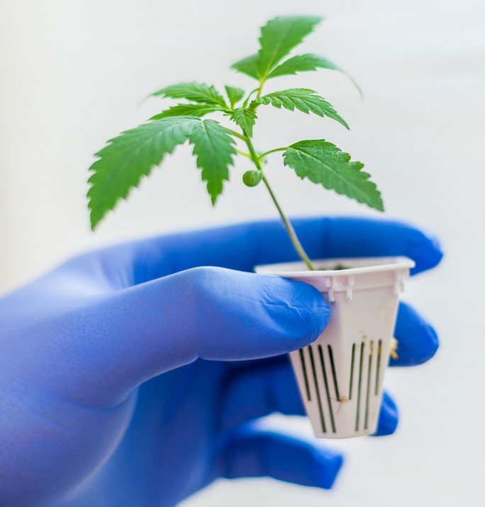 cloning cannabis 3 - Cloning Cannabis